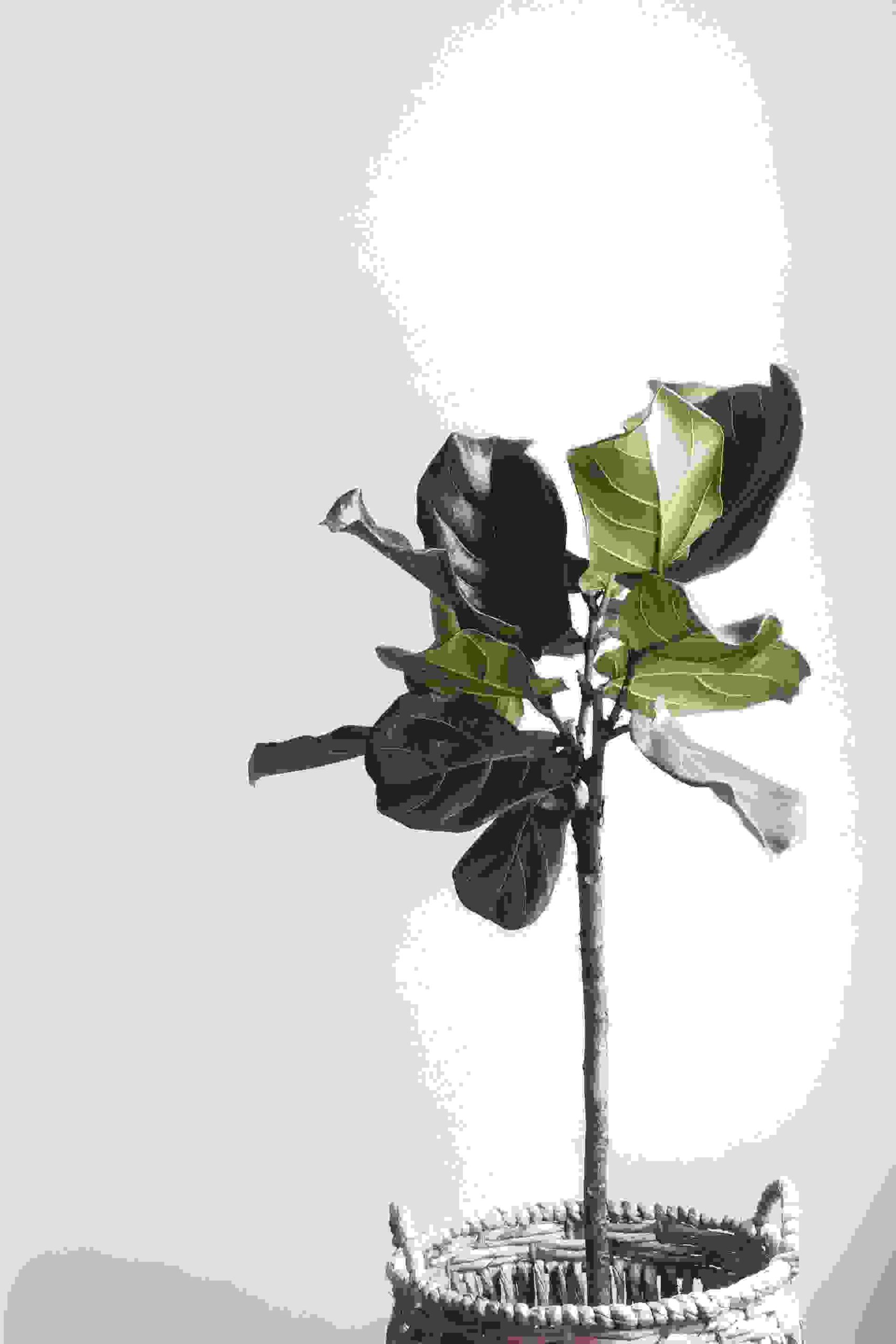 SAMPLE/_green-indoor-plant-in-a-room-38896 Do not forget to set image alt text!