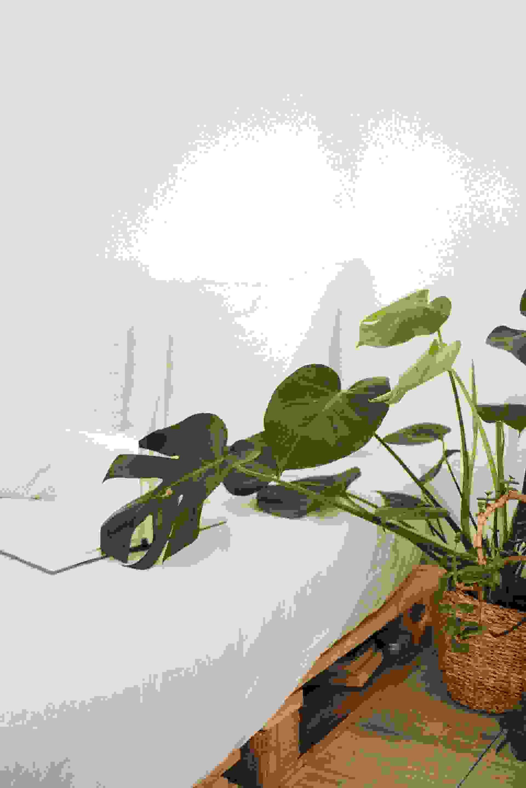 SAMPLE/_green-leaf-plant-in-brown-pot-inside-room-916339 Do not forget to set image alt text!